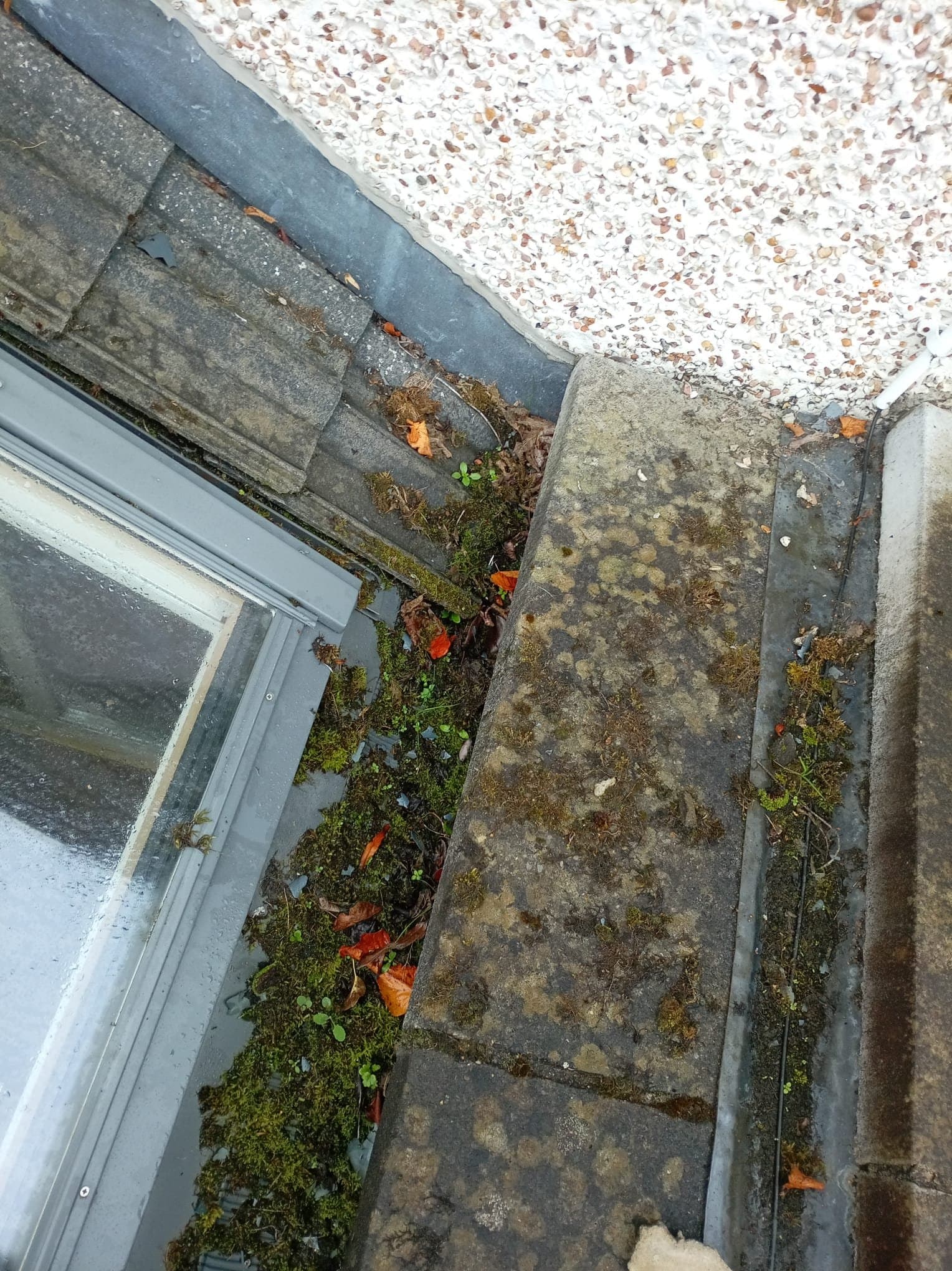 Leaves and moss collected in the extension roof channel beside a rooflight.